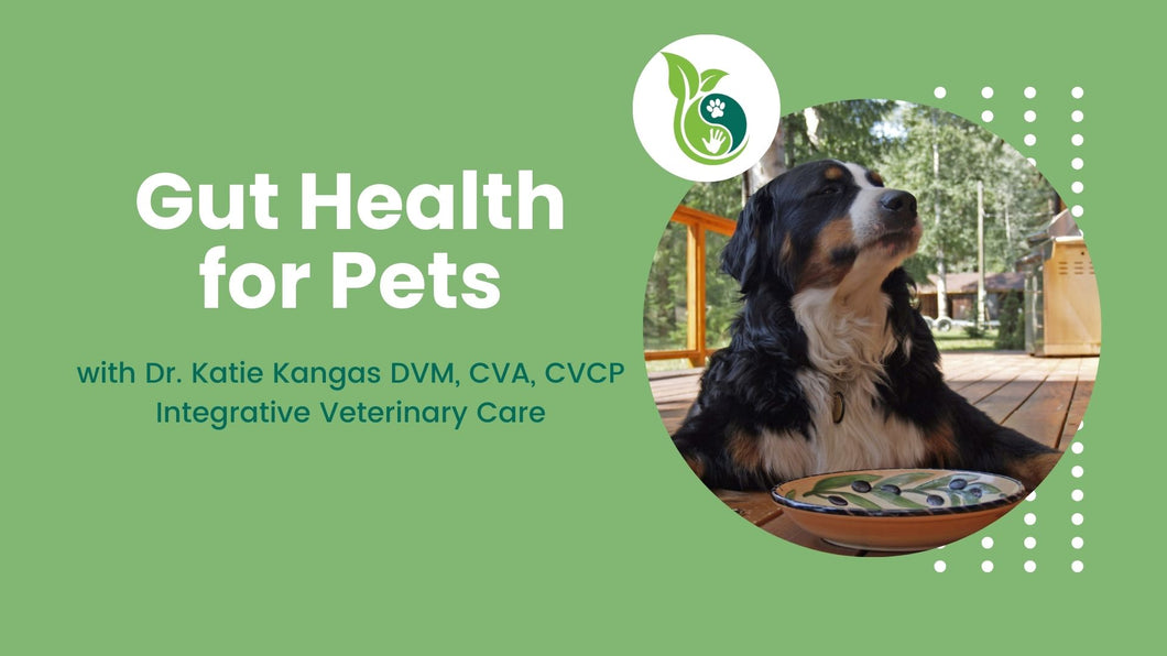 Gut Health for Pets with Dr. Kangas
