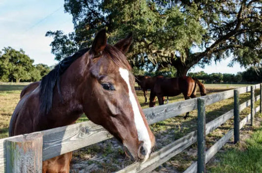 Tvati Equine